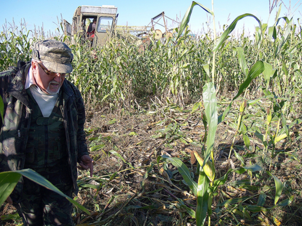 Saimnieks Jānis Bite rāda – kukurūzas 20 hektāru laukā mežacūku nobradāta un apgrauzta desmitā daļa. 