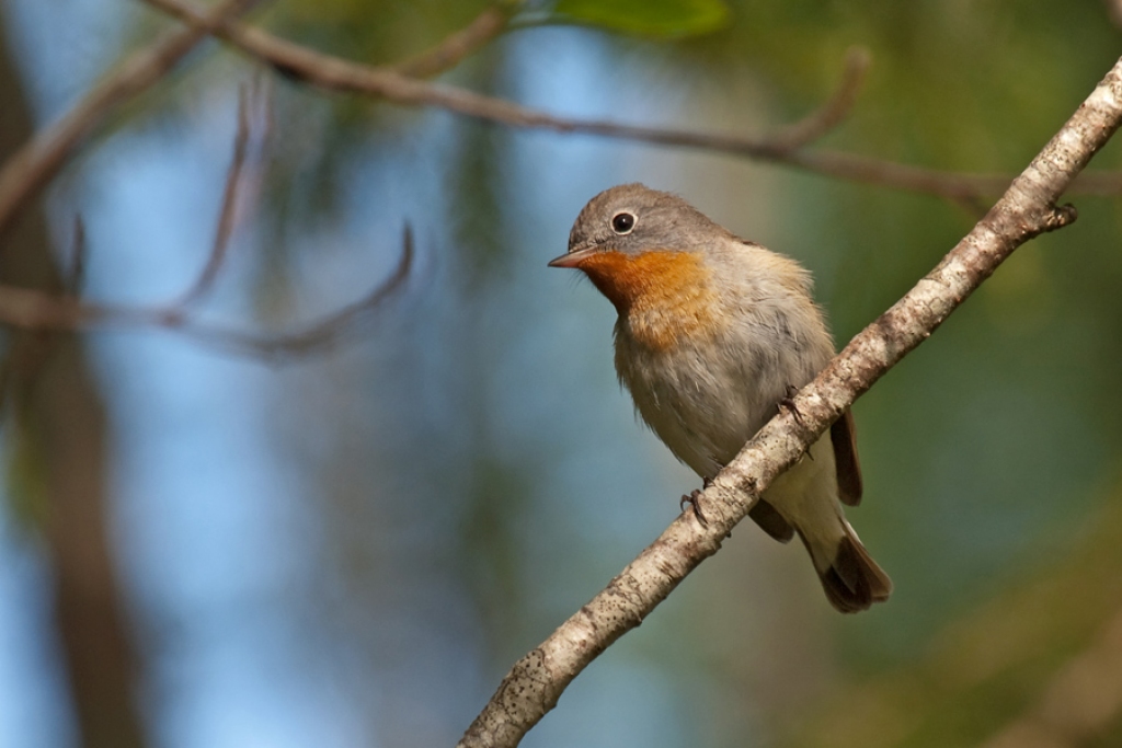 Šoruden 9.oktobrī mazais mušķērājs novērots Ogrē, un tas ir vēlākais šī putna novērojums Latvijā.
Autors: no www.ornitofaunistika.com