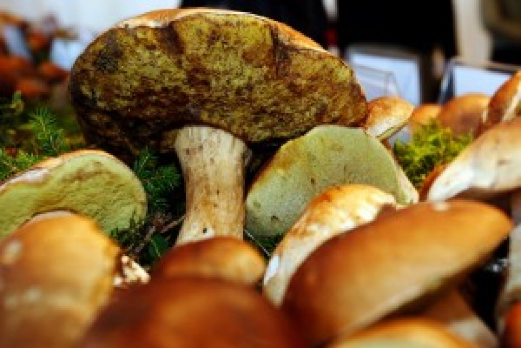 Fotoattēlam ilustratīva nozīme.
Autors: easyget.lv