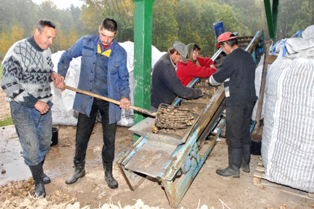 Zemnieku saimniecībā «Bites» šajās dienās tūlīt pēc novākšanas šķiro topinambūrus. Lai tie ātrāk nonāktu pie pircējiem, saimnieki Vineta un Druvis Romanoviči palīgā bija aicinājuši kaimiņus.
Autors: Ivars Bogdanovs