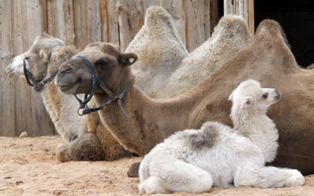 Cēsu novada viesu nama «Rakšu» kamielis Sultānu  ar savām draudzenēm lamām ciemosies Gailīšos.
Autors: raksi.lv