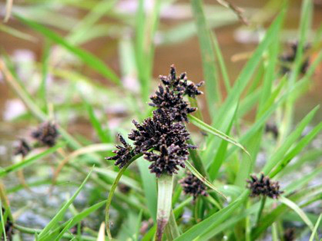 Brūnais dižmeldrs.