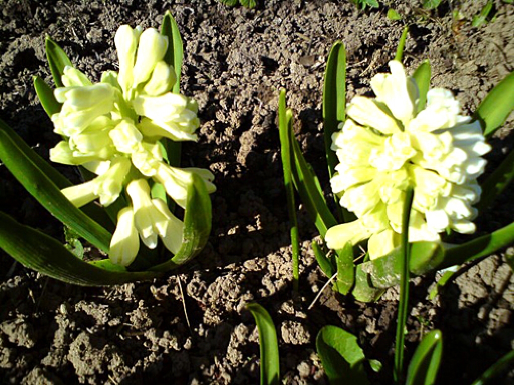 Novembrī uzziedējusi hiacinte. SIA «Vides serviss» apzaļumošanas daļas vadītāja Aina Bele atzīst, ka auga veģetāciju ietekmējis siltais laiks. Citus gadus viņa pamanījusi arī ceriņu plaukšanu un pūpolu veidošanos.