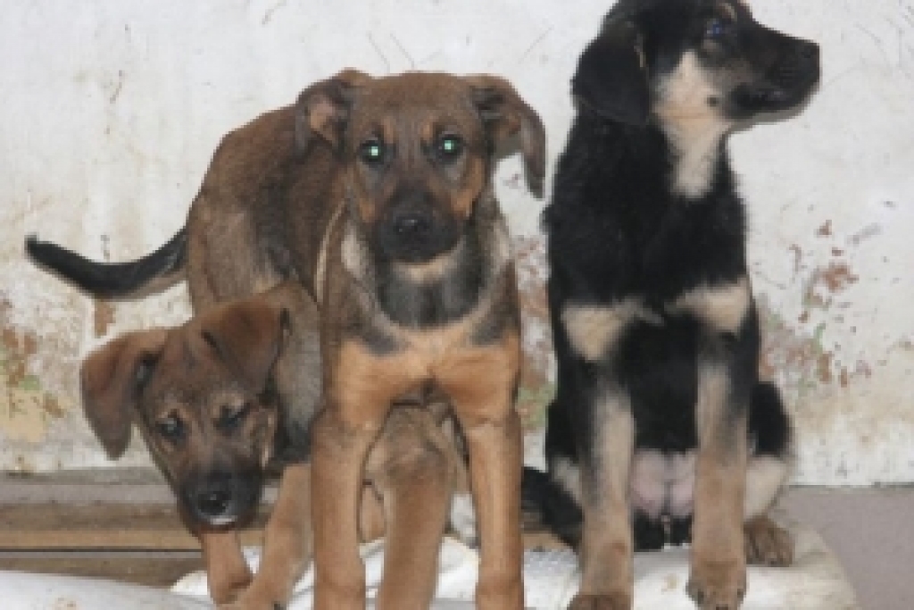 Fotoattēlam ilustratīva nozīme.
Autors: ntz.lv