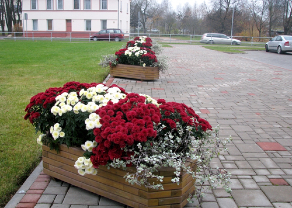 Latvijas valsts karoga krāsās izveidotas ziedu kompozīcijas pie Bauskas novada domes administrācijas ēkas.
Autors: Vilnis Auzāns