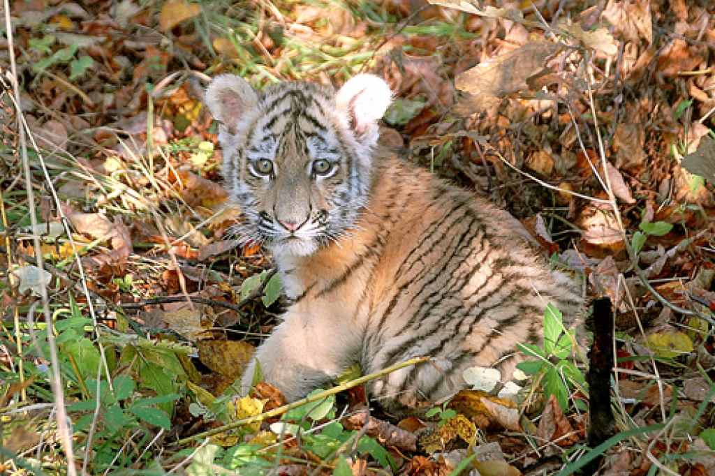 Zooloģiskajā dārzā dzimušā Amūras tīģerēna vecāki ir Katrīna un Vasja, kas ieradušies no Maskavas un Banhenas zoodārza. 