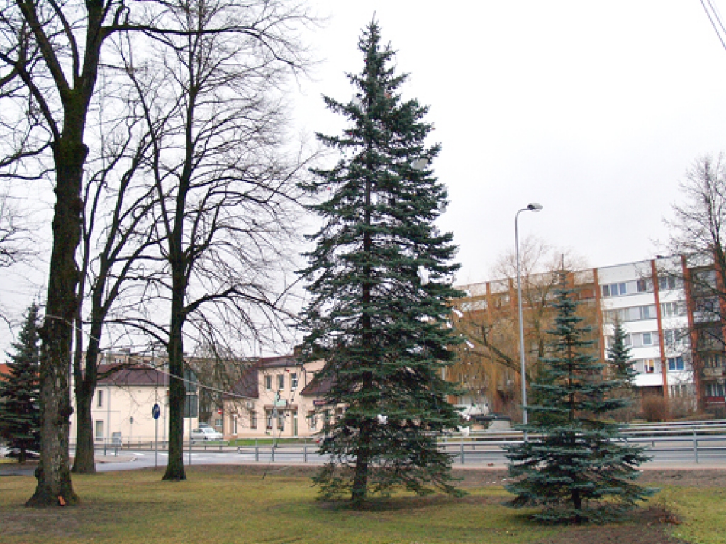 Iecavnieki pušķo pie kultūras nama augošu egli. Vēl sestdien tā, vēja pluinīta, gaidīja bērnus un citus viesus, lai svētdien vakarpusē izgaismotos ar pašu darinātajām eņģeļu figūriņām. 