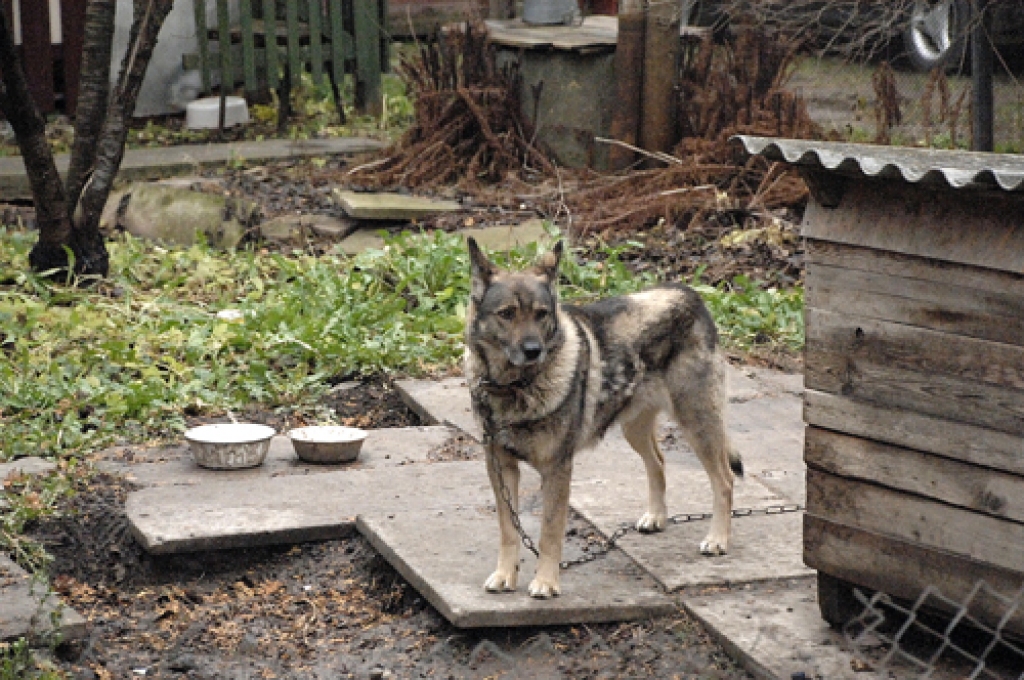 Dažviet Latvijā pašvaldības apstiprinājušas saistošos noteikumus, kuros paredzēts sodīt personas par suņa kaitināšanu, lai izraisītu agresivitāti. Bauskā pagaidām tāda norma nav ieviesta, taču tas nevienam nedod tiesības dzīvnieku apzināti kaitināt. Suni šajā situācijā sargā Dzīvnieku aizsardzības likums.