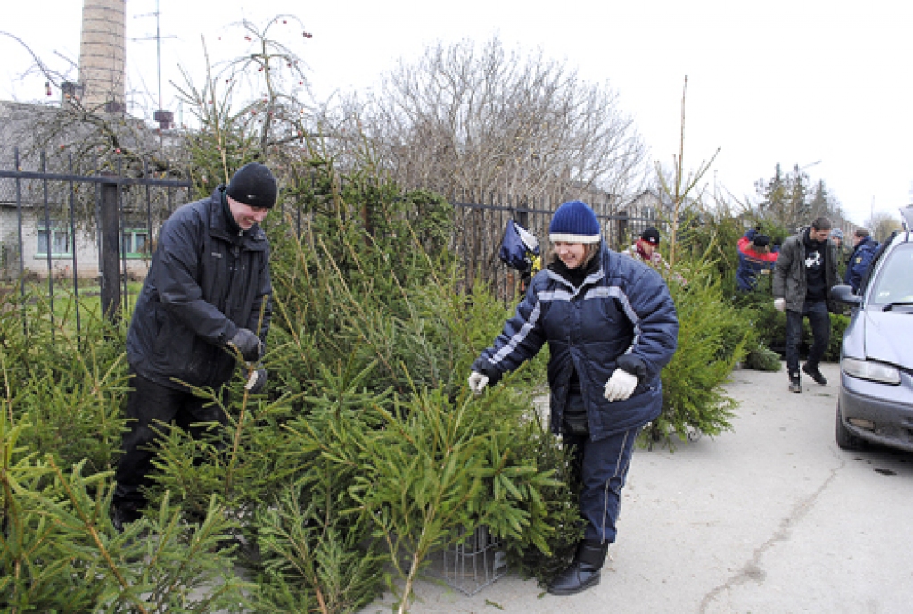 Dāvinieši – Aldis Piekus ar brāļa dzīvesbiedri Valentīnu – ar eglītēm Bauzes tirgū tirgojas jau piecus gadus. 
Autors: Juris Iļņickis