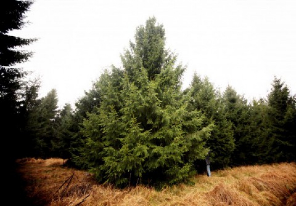 Fotoattēlam ilustratīva nozīme.
Autors: zinas.nra.lv