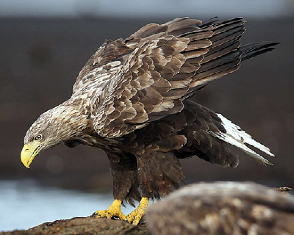 Jūras ērglis ir izvēlēts par 2012. gada putnu. 