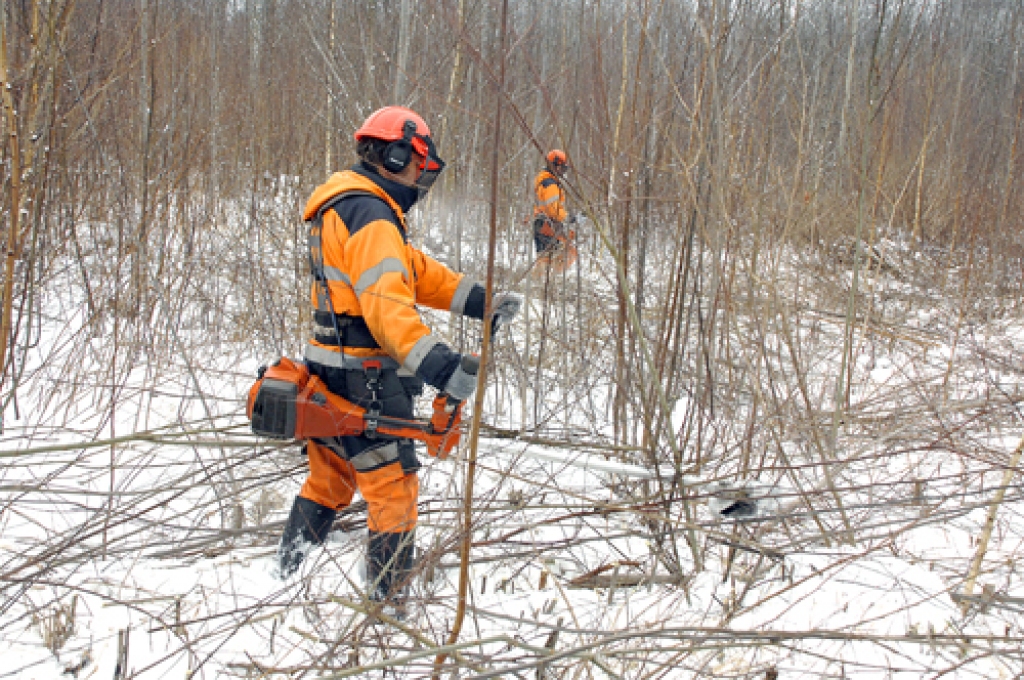 Jaunaudžu kopšanas brigādei ir daudz darba Latvijas valsts mežu jaunaudzē Codes pagasta Piķos. Vidusdaugavas mežsaimniecības Bauskas iecirknis šajā ziņā ir viens no smagākajiem valstī – tā kā zeme ir ļoti auglīga, jaunaudzes un meliorācijas sistēma ātri aizaug.