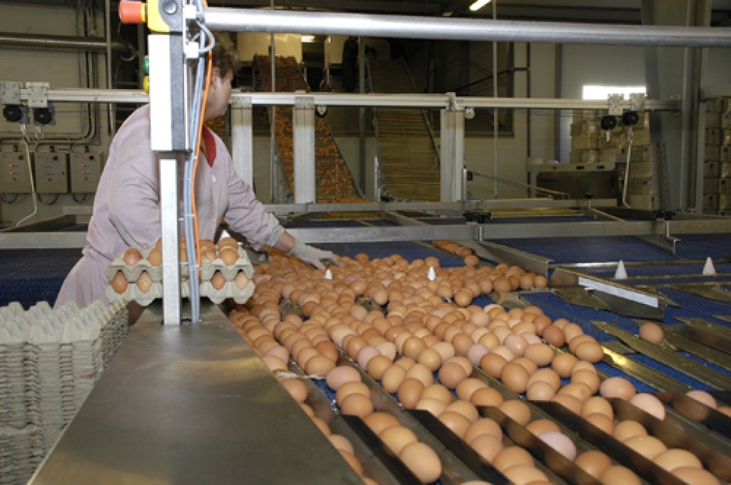 AS «Balticovo» patlaban produkciju eksportē uz visām Eiropas valstīm, izņemot Lielbritāniju, Spāniju un Portugāli. 
Autors: no «Bauskas Dzīves» arhīva.