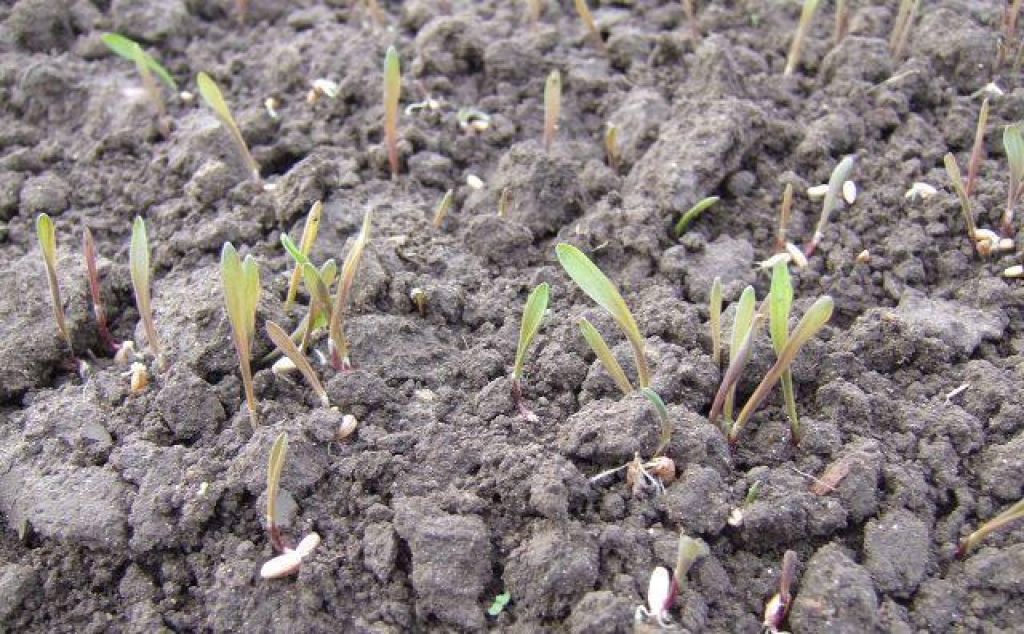 Tika diskutēts par sējumu apdrošināšanu.
Autors: farming.lv