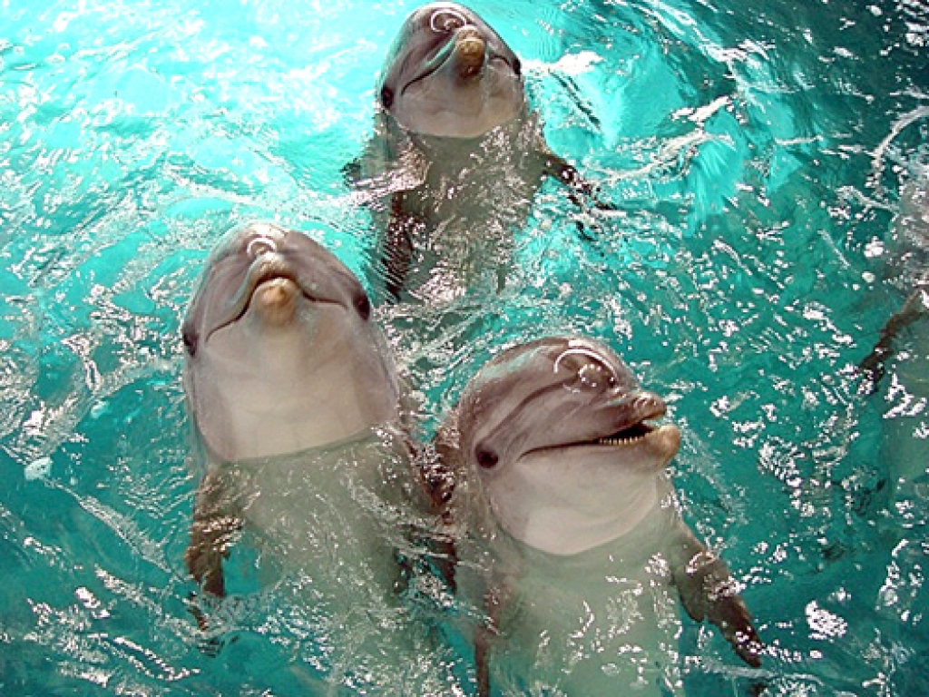 Lietuvas Jūras muzeja delfīni.
Autors: Publicitātes foto.