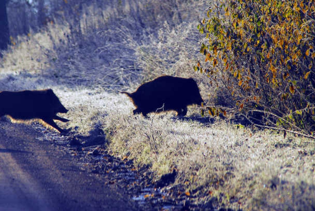 Fotoattēlam ilustratīva nozīme.
Autors: liepajniekiem.lv