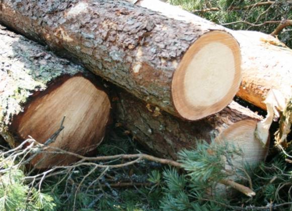 Fotoattēlam ilustratīva nozīme.
Autors: saimnieks.lv