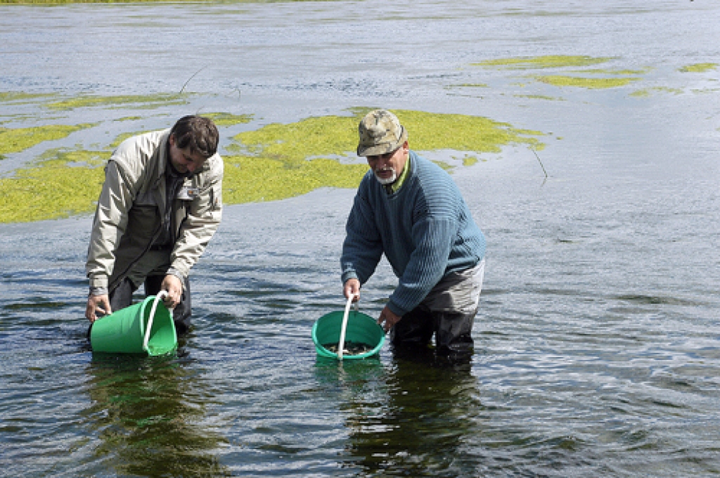 Lašu mazuļu ielaišana Mēmelē 2004. gadā maijā.
Autors: no «Bauskas Dzīves» arhīva