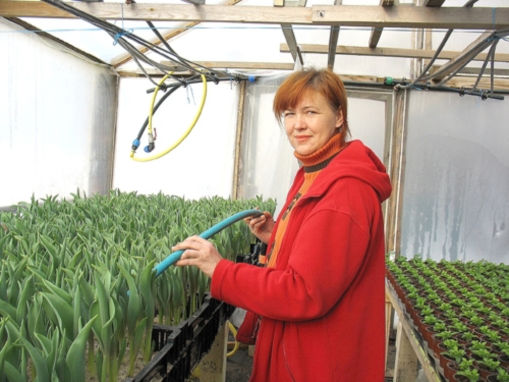 KRISTĪNE PUĶĀNE, piemājas saimniecības «Miķeļi» īpašniece, teic, ka tulpes izaugot ātri – 21 līdz 25 dienās. Lai veiksmīgāk segtu apkures izmaksas, siltumnīcās vienlaikus audzē vairāku šķirņu ziedus.
Autors: Ivars Bogdanovs