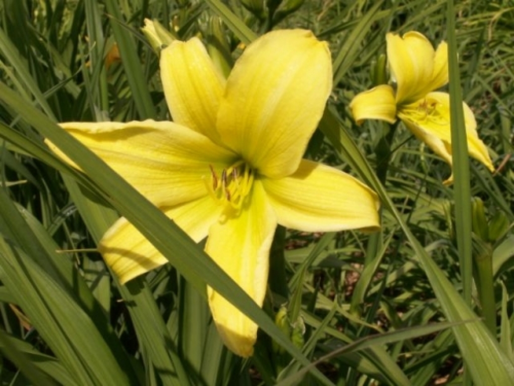 Fotoattēlam ilustratīva nozīme.
Autors: saimnieks.lv