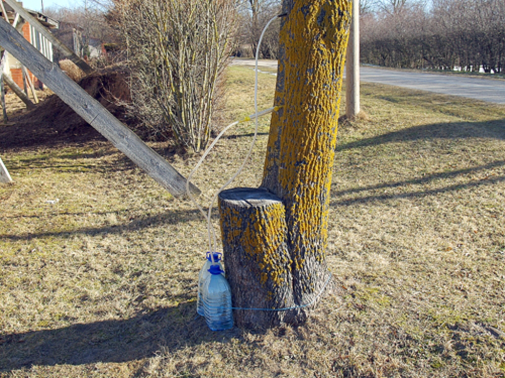 Kļavām sulas krājamie trauki jau pielikti Iecavas novada Zorģu ciematā.