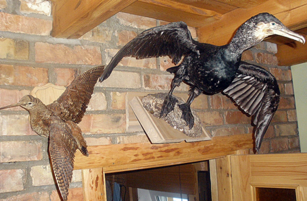 Izbāzeņus Jānis Barans saņēmis kā dāvanu, pašam kā trofejas labāk tīk ragi.