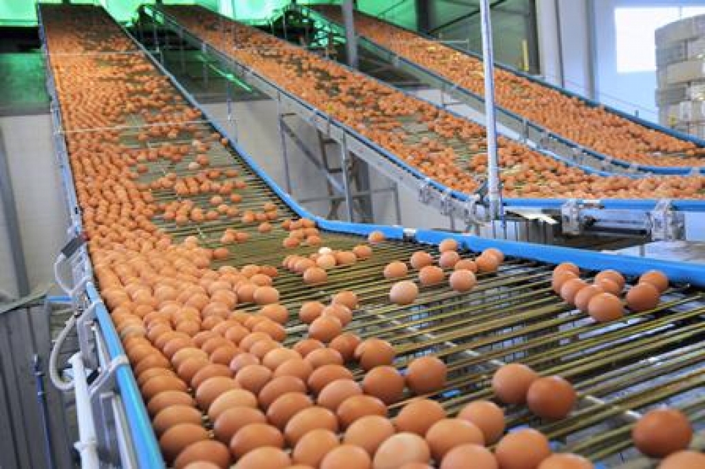 Martā savu 20 gadu dibināšanas jubileju svin olu un olu produktu ražotājs AS 
