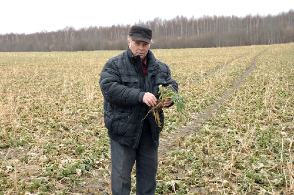 MODRIS VILLA, Rundāles novada Svitenes pagasta auglīgo zemju kopējs, apskatot ziemas rapšu lauku, secina: «Vēl veģetācija nav atjaunojusies, bet var redzēt, ka augi dikti grib dzīvot. Rapši ir veseli kā rutki!»
Autors: Ivars Bogdanovs