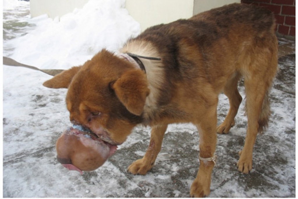 Fotoattēlam ilustratīva nozīme.
Autors: kasjauns.lv