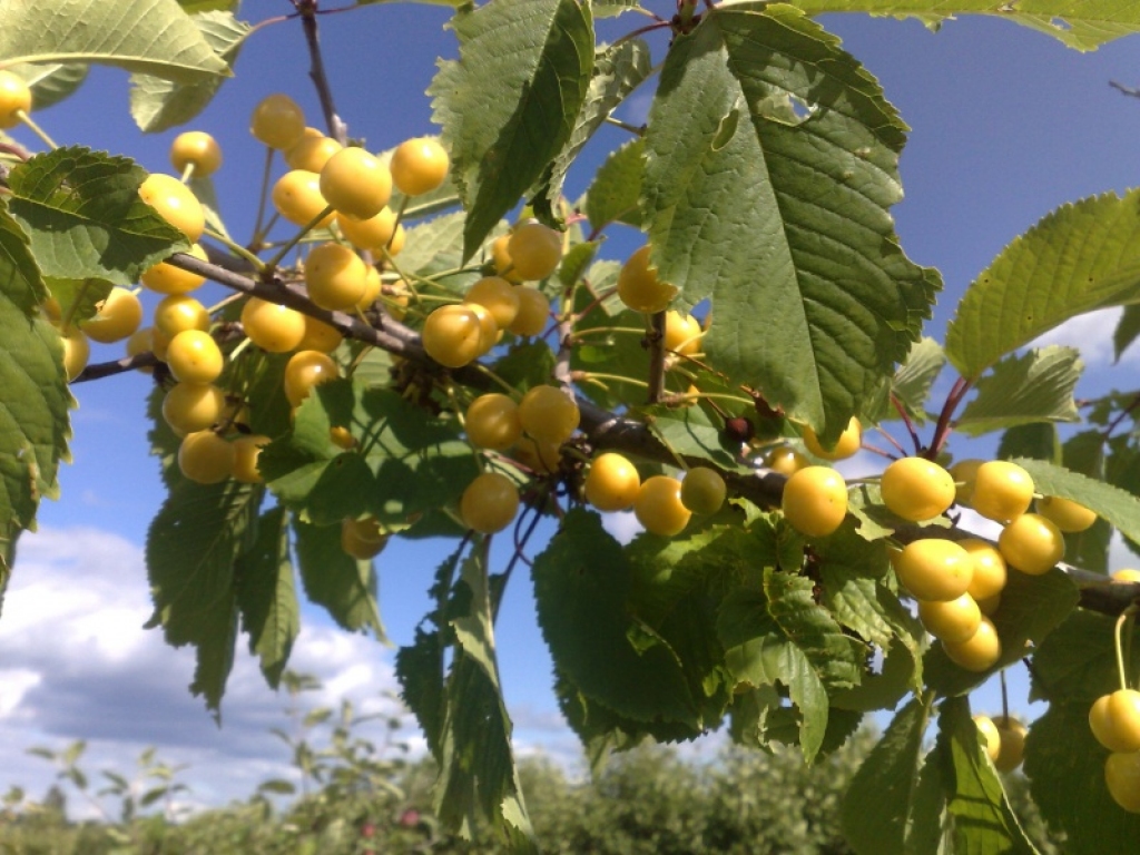 Fotoattēlam ilustratīva nozīme.
Autors: dzerves.lv