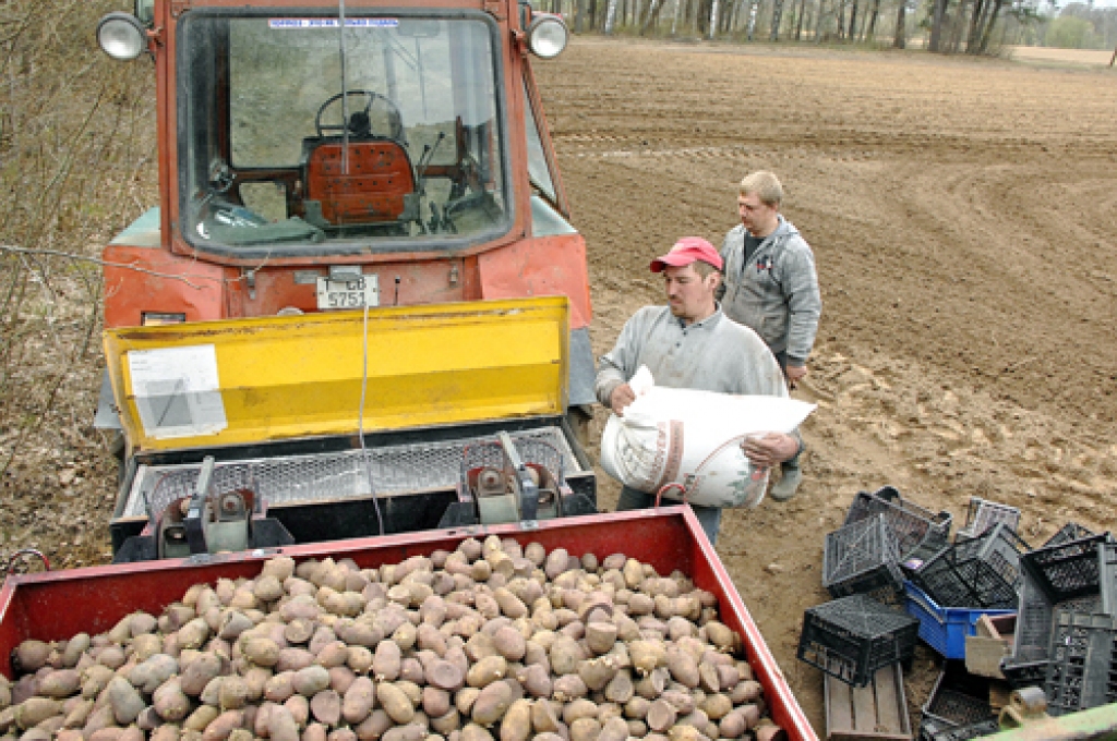 SIA «Kalnakrogs» strādnieki Edvīns Bukeijs un Gatis Vasariņš pilda kartupeļus un minerālmēslus stādītājā.
Autors: Ivars Bogdanovs