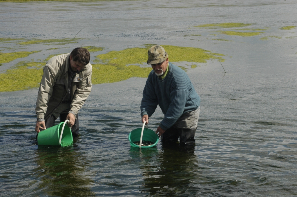 Lašu mazuļu ielaišana Mēmelē 2004.gada maijā.
Autors: No «Bauskas Dzīves» arhīva.