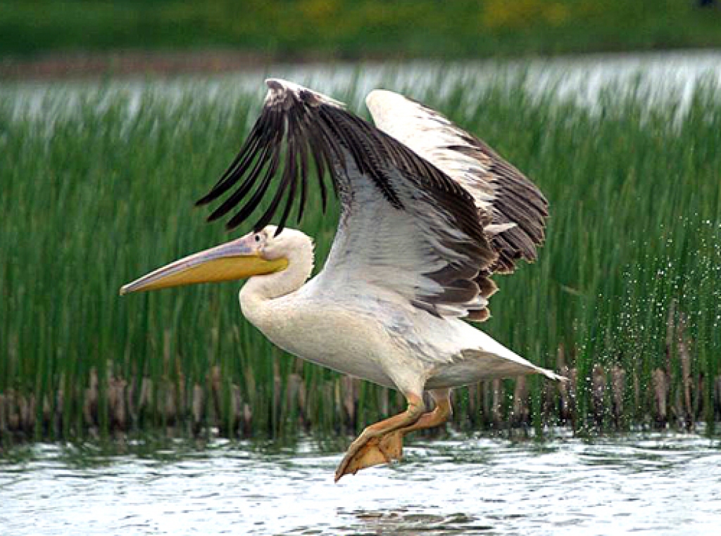 Sārtais pelikāns ir apmeties Valles «Makšķernieku paradīzes»  VIP zonā. 