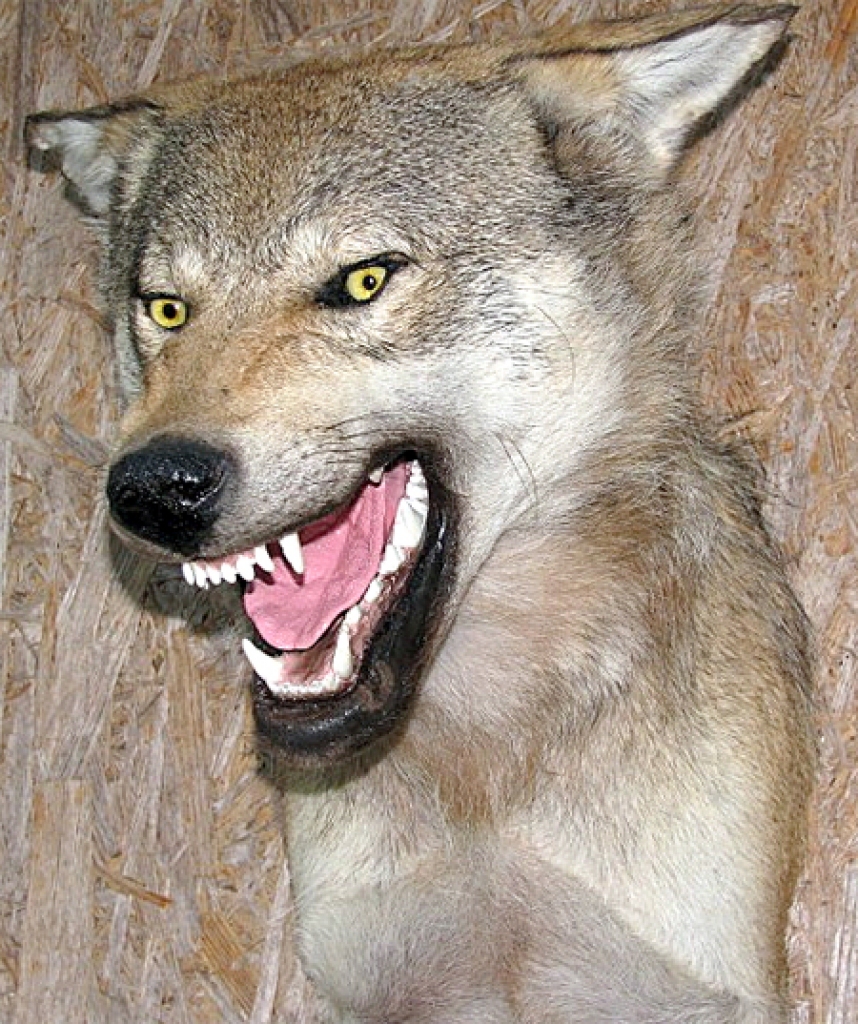 Dzīvnieku Izbāzeņu veidošana ir filigrāns darbs.