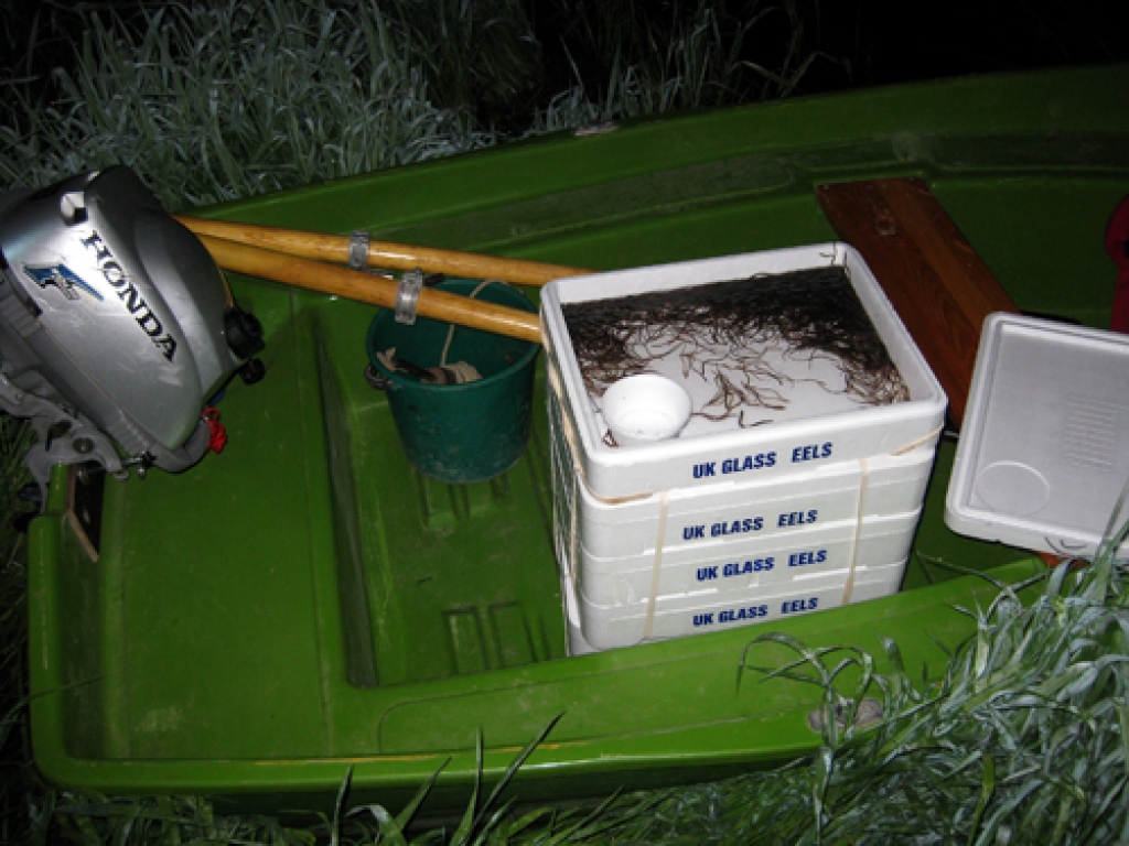 Apmēram šujamadatas lieluma zušu mazuļi ir trīs gadus veci. Viņi dzimuši Saragosa jūrā, ar okeāna straumēm atceļojuši līdz Francijas krastiem, tur nozvejoti un ar lidmašīnu attransportēti uz Latviju. 
Autors: No albuma.