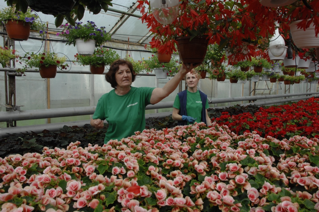 SIA «Ints un CO» dārznieces Dzintra Krasovska un Judīte Paegle begoniju siltumnīcā, kur pašlaik valda ziedu krāsu prieks. 
Autors: Ivars Bogdanovs