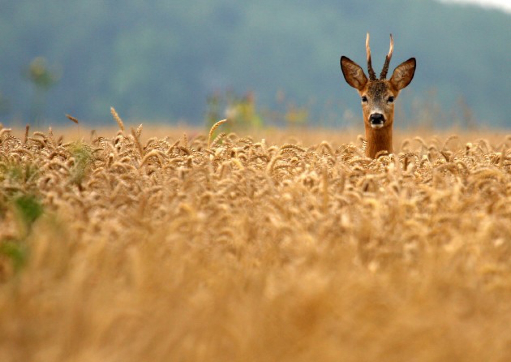 Autors: foto.delfi.lv