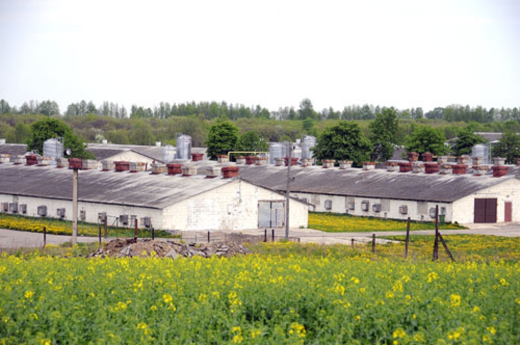 «Lielzeltiņu» komplekss Bauskā. Uzņēmuma produkcija  aizņem aptuveni 30% no Latvijā saražotās putnu gaļas tirgus.
Autors: no «Bauskas Dzīves» arhīva.