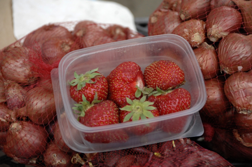 Spaļu piemājas saimniecībā audzētās ogas jau ir iekarojušas pircēju uzticību.
Autors: Ivars Bogdanovs