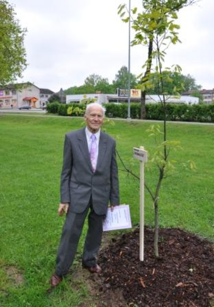 Pusotra gada laikā Jāņa Vasarieša stādītais sarkanlapu ozols ir krietni paaudzies.
Autors: Žanna Zālīte