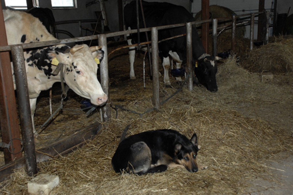 «Poteru» kūtī vēl ir brīvas vietas jaunajām telītēm, lai palielinātu piena ražošanas apjomu un kompensētu iepirkuma cenas kritumu.
Autors: No «Bauskas Dzīves» arhīva.