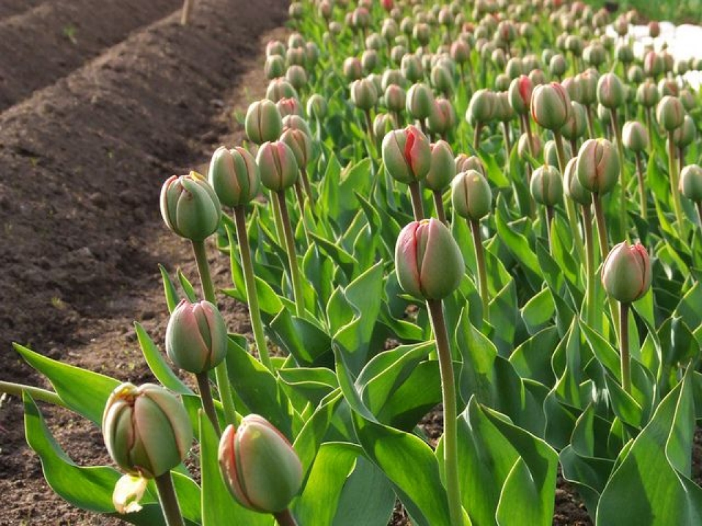 Fotoattēlam ilustratīva nozīme.
Autors: pilseta24.lv