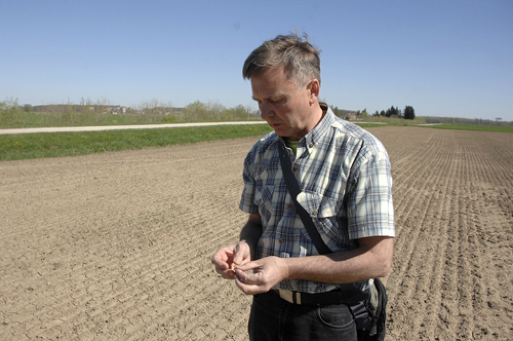 Sergejs Kataņenko, SIA «Uzvara–Lauks» galvenais agronoms, apskatot 13. aprīlī sētos vasaras rapšus, konstatē, ka sadīgušo augu lapiņas izraibinājuši spradži.
Autors: Ivars Bogdanovs