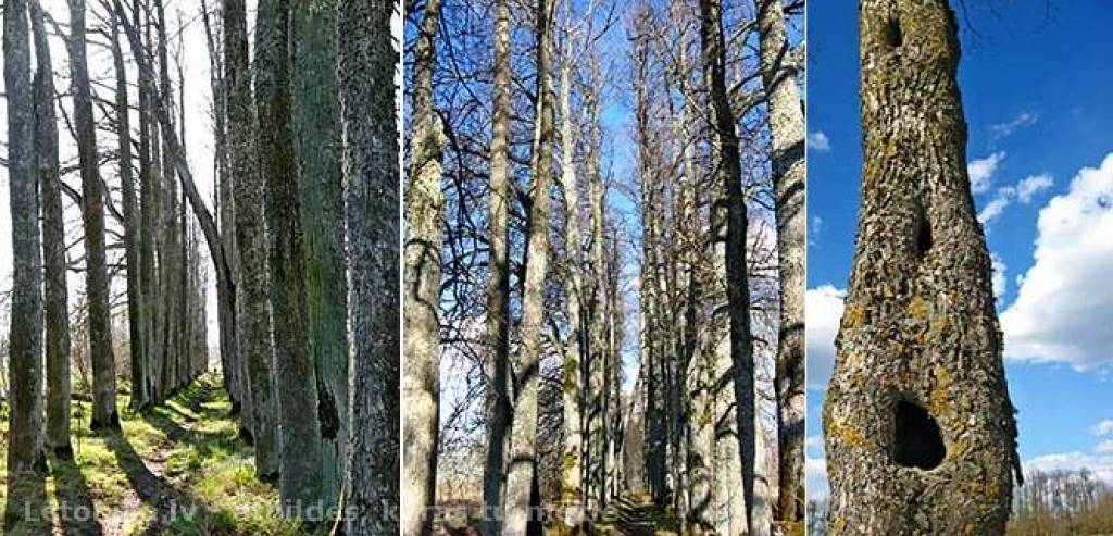 Dzimtmisas liepu aleja.
Autors: letonika.lv