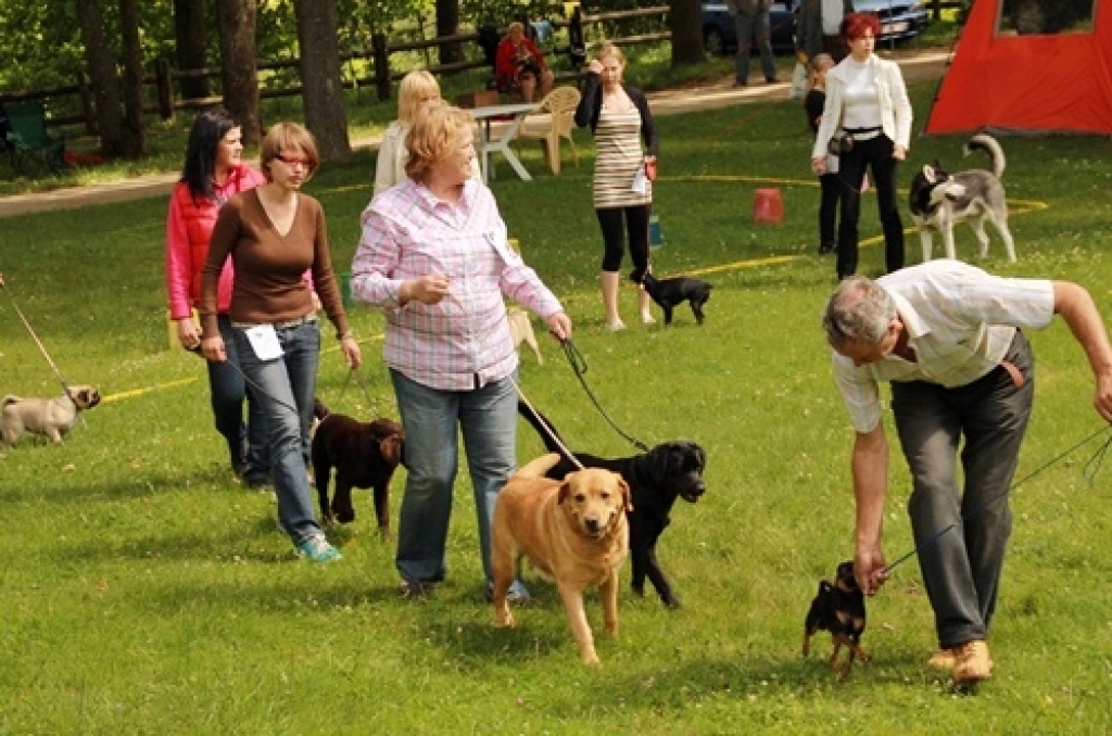 Bauskas pilskalna parkā 17. jūnijā interesenti varēja apmeklēt kinologu kluba «Ako» rīkoto suņu izstādi.

Izstādē varēja vērot basetu, Latvijā nu jau populārāko akita inu un pat tik retas šķirnes suni kā sporta haskiju, kas ievērojami...
Autors: Uldis Varnevičs
