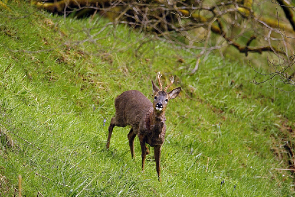 Šogad mednieki atkal ir gatavi medīt stirnu āžus.