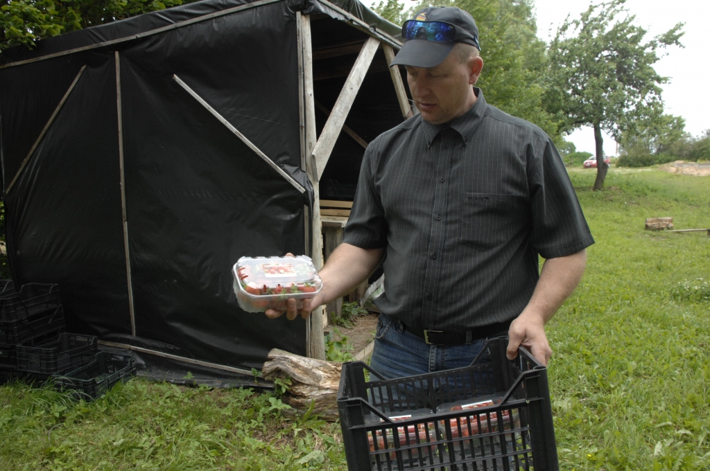 Andra Buķeļa audzētās ogas, saliktas glītās kārbiņās, būs nopērkamas Bauskas lielveikalā «Rimi».
Autors: Ivars Bogdanovs