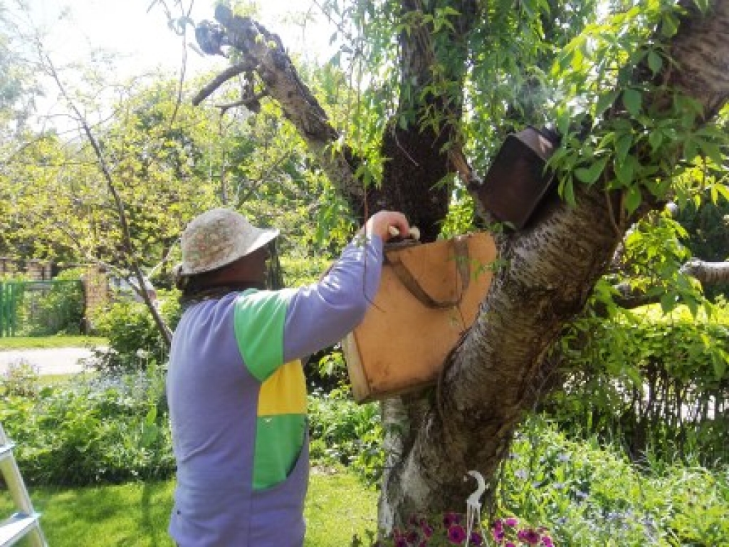 Ja saimnieks neredz, ka saime izspieto, paliek puse bišu un īsti medus nav.
Autors: Sandra Danosa
