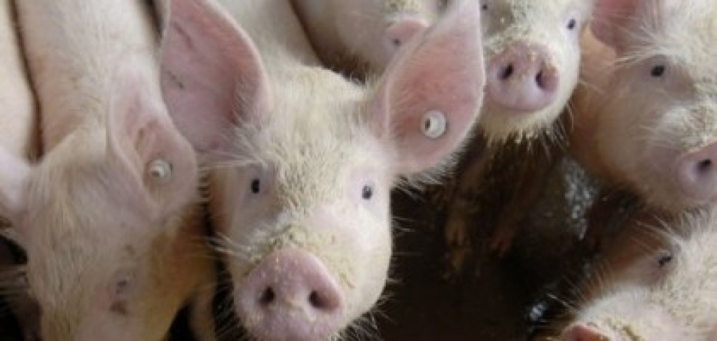 Fotoattēlam ilustratīva nozīme.
Autors: apollo.lv