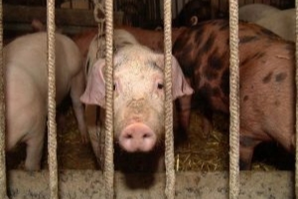 Fotoattēlam ilustratīva nozīme.
Autors: No arhīva.